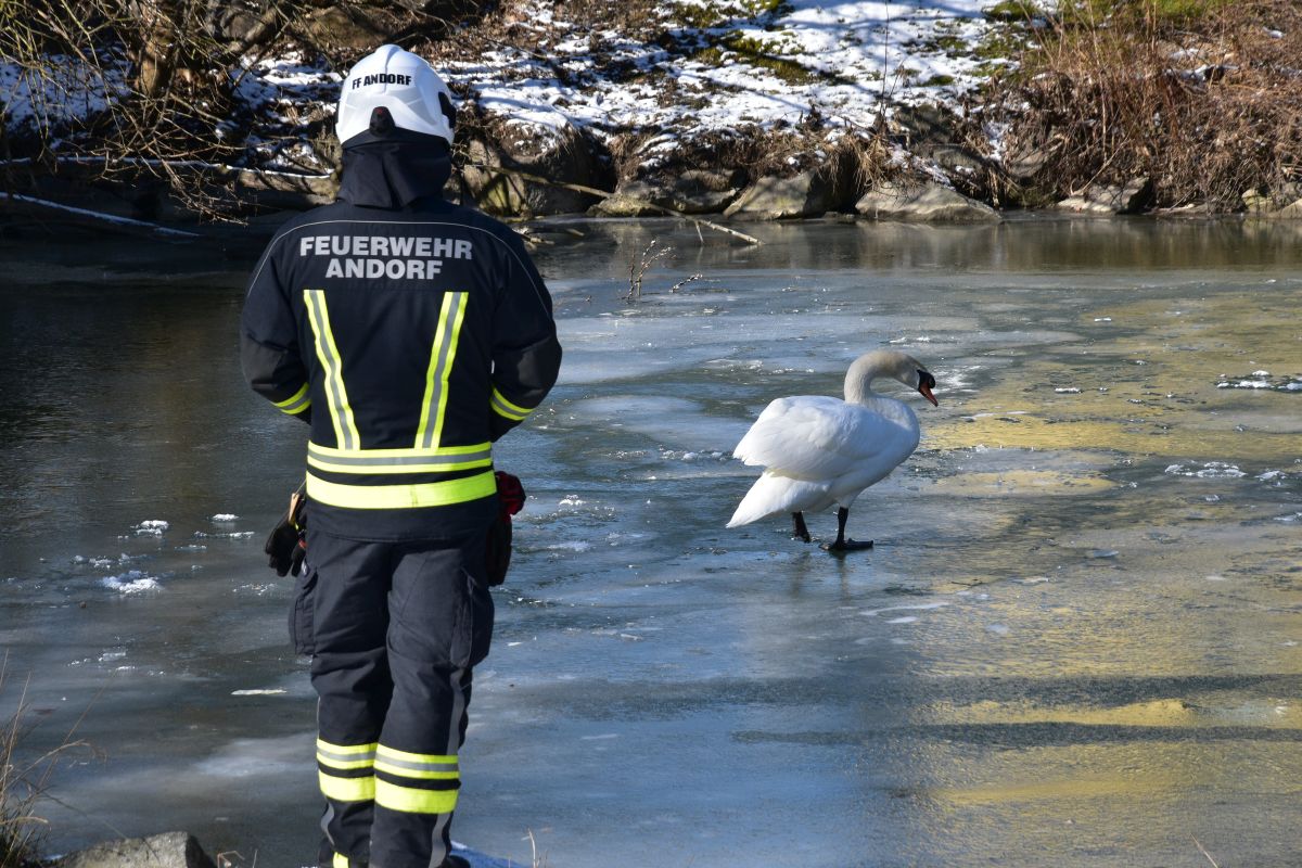 2021 02 13 FF Andorf Tierrettung Schwan in der gefrorenen Pram FFA 0077