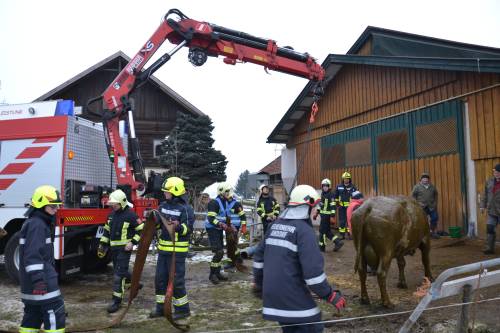 2015-02-11-FF-Andorf-Tierrettung-Kuh-in-Jauchegrube-DSC 6650 web